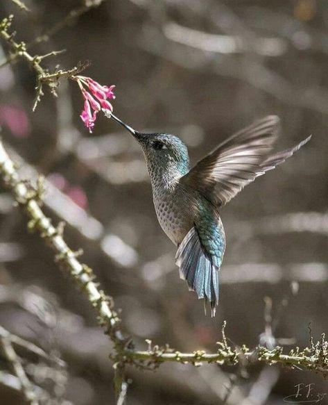 Hummingbird Haven Angel Sculpture Art, Hummingbird Photos, Hummingbirds Photography, Magnolia Tattoo, Magnolia Colors, Birds Photography Nature, Hummingbird Pictures, Bird Barn, Hummingbird Tattoo