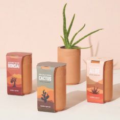 Plant Packaging, Healing Aloe, Plant Business, Seed Starter Kit, Plant Bud, Cactus Seeds, Bonsai Seeds, Sunny Window, Fan Palm