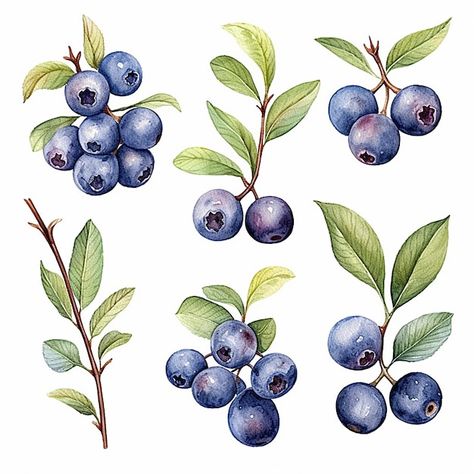 Leaf Symbol, Blueberry Plant, Watercolor Fruit, Watercolor Painting Techniques, Plant Painting, Plant Drawing, Blueberry Cheesecake, Botanical Painting, Nature Tree