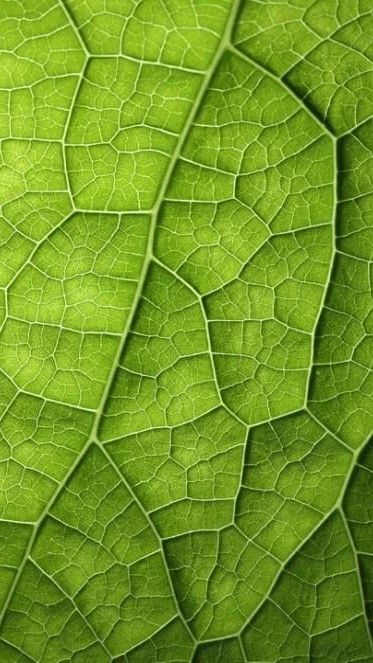 Shape Photography, Foto Macro, Plants Photography, Plant Texture, Texture Inspiration, Texture Photography, Green Texture, Garden Types, Leaf Texture