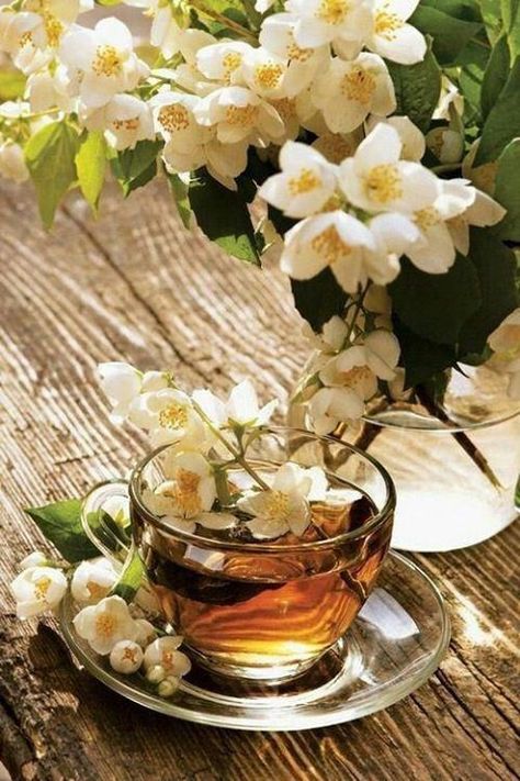 Jasmine Tea Jasmine Tea, Love Tea, Beltane, Tea For Two, Tea Art, Floral Tea, My Cup Of Tea, Flower Tea, Time For Tea