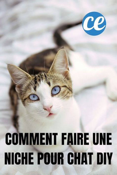 Vous cherchez une niche pour votre chat ? Pas besoin d'en acheter une ! Ça coûte quand même dans les 30 €... Alors, pourquoi ne pas la faire vous-même ? Ne vous inquiétez pas, c'est tout simple et ça ne prend pas plus de 5 min. Tout ce dont vous avez besoin, c'est d'un vieux t-shirt et d'une boîte en carton. Regardez : Chat Diy, Niche Chat, All About Cats, T Shirt