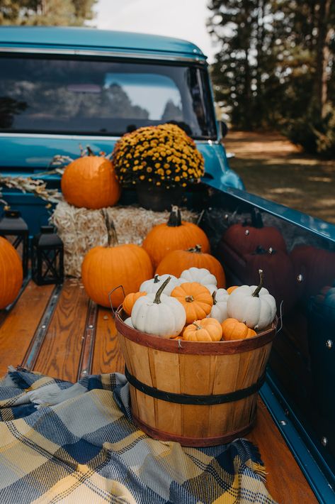 Fall Mini Shoot, Fall Minis, Fall Aesthetics, Pumpkins And Gourds, Casa Halloween, Mini Session Ideas, Fall Mini Sessions, Fall Session, Fall Fest