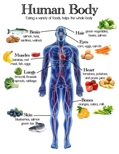 Nutrition (Human Body) ~ Anchor Chart * Jungle Academy Human Body Vocabulary, Healthy Food Chart, Body Facts, Human Body Organs, Human Body Facts, Basic Anatomy, Health Chart, Nutrition Chart, Basic Anatomy And Physiology