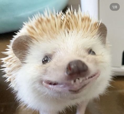 Funny Hedgehog, Hedgehog Pet, Funny Animal Photos, Cute Hedgehog, Super Cute Animals, Pretty Animals, Silly Animals, Cute Wild Animals, Funny Animal Memes