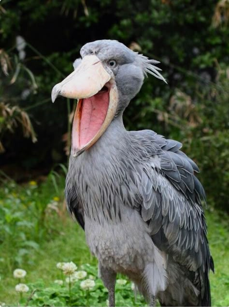 The Shoebill (Balaeniceps rex). This large bird was previously classified with storks, but genetic evidence places it with the Pelecaniformes. If any bird could convince me that birds are dinosaur descendants, this guy is it. Shoe Bill, Shoebill Bird, Balaeniceps Rex, Shoebill Stork, Animals Tattoo, Tattoo Nature, Rare Birds, Unusual Animals, Rare Animals