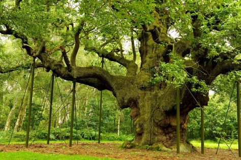 Famous Trees, Weird Trees, Socotra, Living In England, Sherwood Forest, Sacred Tree, Single Tree, Montezuma, Old Trees