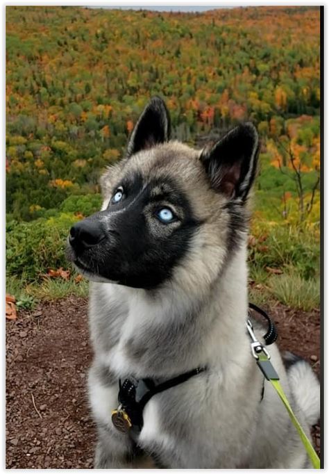 Agouti Siberian Husky Canine Odyssey Morphs, Sable Husky, Canine Odyssey, Agouti Siberian Husky, Agouti Husky, Husky Eyes, Husky Colors, Dogs Eyes, Spitz Breeds