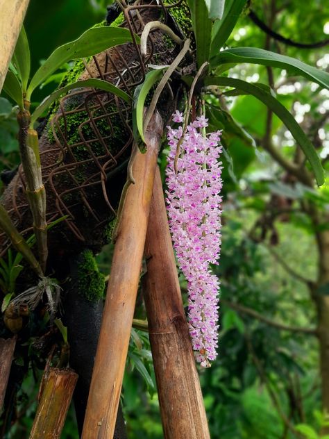 Epiphytes Plants, Epiphytic Plants, Plant Studio, Dark Floral Wallpaper, Plant Diy, Sparkle Wallpaper, Fruit Picture, Halloween Wallpaper Iphone, Wild Orchid