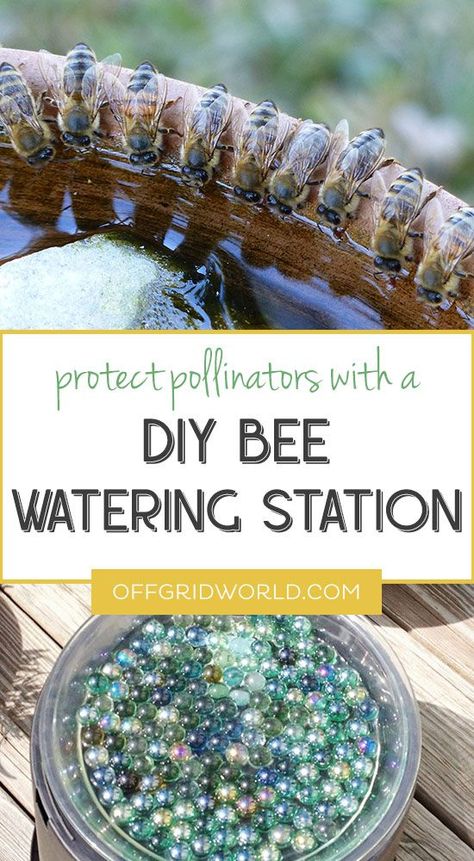 Protect Your Local Pollinators With A DIY Bee Watering Station - Off Grid World Bee Watering Station, Diy Bee, Backyard Bee, Bee Friendly Garden, Cucumber Trellis, Backyard Beekeeping, Bee Hotel, Mason Bees, Bee Stuff