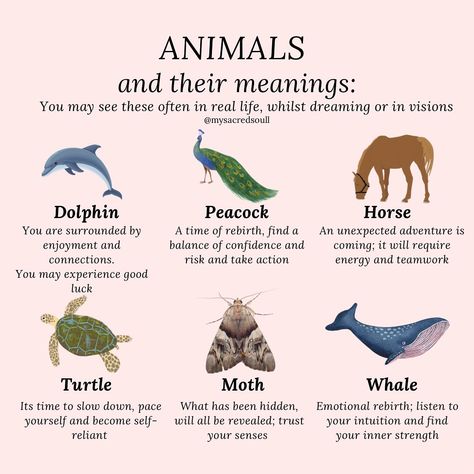 a few common animals you may see often - whether it’s walking down the street, appearing in your dream or visit you whilst meditating - they have a message for you! 🤍 how many have you come across? 👼🏽 #animals #animalmeanings #animalsynchronicities #butterflymeaning #spiritanimals #spiritanimal #spiritguides #spiritguide #crystals #animalsymbolism #zodiacsigns #signssignseverywheresigns #signsfromtheuniverse #signsfromheaven #signsfromabove #signsfromspirit #spirituality #spiritualawakening Buffalo Spirit Animal, Animal Personality Types, Animal Symbolism And Meanings, Pagan Life, Butterfly Meaning, Signs From Heaven, Animal Meanings, Animal Spirit Guide, Spiritual Things