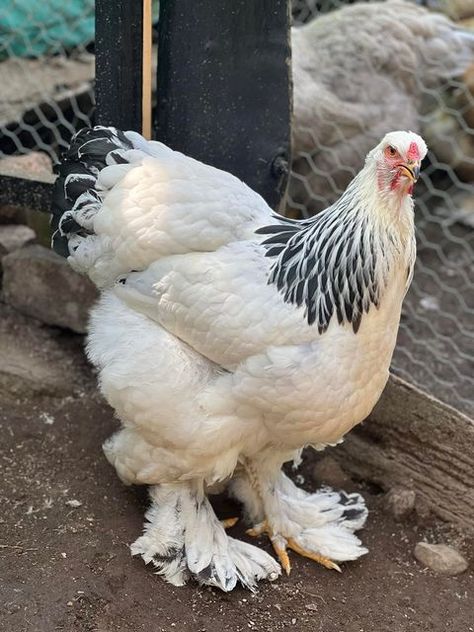 Gallinas Brahma La Cabrera on Instagram: "Hermanas" Backyard Chickens Diy, Brahma Chicken, Coop Ideas, Beautiful Chickens, Chicken Diy, Backyard Chickens, Pet Chickens, Chicken Eggs, Chickens Backyard