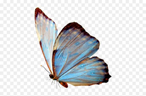 Transparent Images Aesthetic, Transparent Aesthetic Png, Blue Png Aesthetic, Butterfly Png Aesthetic, Transparent Butterfly Png, Transparent Icons Aesthetic, Blue Transparent Png, Cute Png Aesthetic, Aesthetic Transparent Png