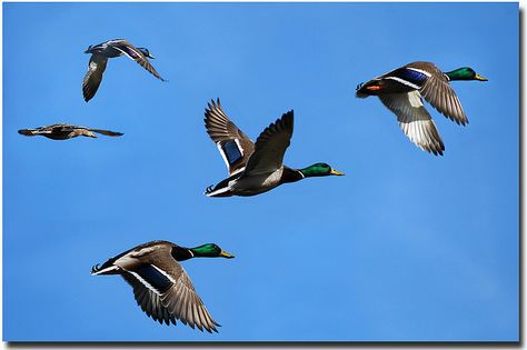 Mallard Ducks In Flight | Mallard Ducks in Flight Flight Photos, Duck Flying, 3 Ducks, Ducks Flying, Duck Photography, Duck Tattoos, Mallard Ducks, Duck Pictures, Duck Photo