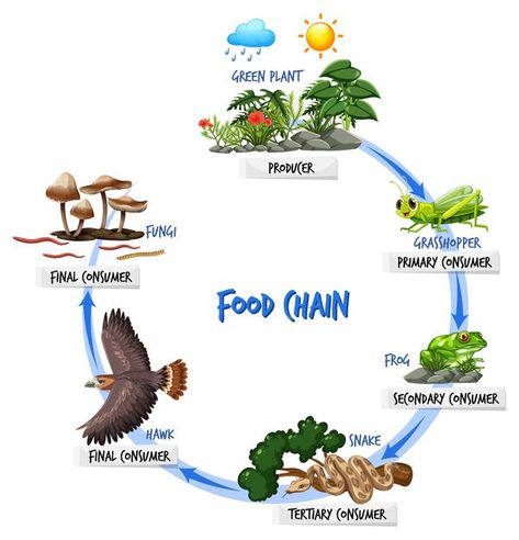 Food chain diagram concept | Free Vector #Freepik #freevector #tree #education #nature #cartoon Food Chain Science Project, Food Chain Project For Kids, Food Chain Drawing, Forest Food Chain, Simple Food Web, Animal Food Chain, Food Chain Project, Food Chain And Food Web, Food Webs Projects