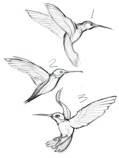 sketches of hummingbirds with flowers - Google Search Hummingbird Sketch, Hummingbird Drawing, Bird Sketch, Bird Drawing, Hummingbird Art, Arte Sketchbook, Baby Bird, Animal Sketches, Arte Animal