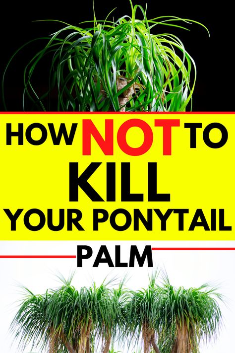 ▷Ponytail Palm Care - #1 Best Guide Palm Plant Indoor, Ponytail Plant, Ponytail Palm Care, Palm Plant Care, Ponytail Palm Tree, Palm Tree Care, Indoor Cactus Plants, Ponytail Palm, Porch Plants