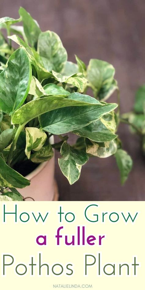 Achieving a big, fuller pothos plant can be challenging for beginners. This post shares easy tips on how to grow a lush, big pothos plant that looks full and healthy. These post includes simple pothos plant care tips plus methods of pothos propagation to help your plant thrive! Save this pin for later to ensure your pothos grows lush and full! Indoor Plants Wall Decor, Indoor Plants Aesthetic, Snow Queen Pothos, Indoor Plants Decor Ideas, Indoor Plants Decor Living Room, Pothos Care, Horticultural Therapy, Pothos Plant Care, Plants Wall Decor