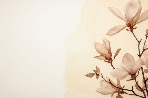 Real pressed magnolia flowers backgrounds petal plant. | free image by rawpixel.com / Wan Flower Desktop Wallpaper Hd 1080p, Pc Desktop Wallpaper Hd 1080p Aesthetic, Pc Desktop Wallpaper Hd, Desktop Wallpaper Hd 1080p, Flower Desktop Wallpaper, Pc Desktop Wallpaper, Background Border, Floral Backgrounds, Vintage Flowers Wallpaper