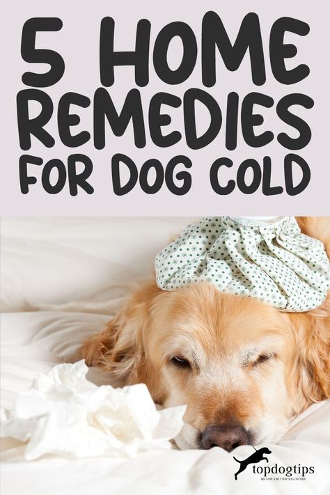 54 Home Remedies for Dog Cold Natural Cold Remedies For Kids, Cold Remedies For Toddlers, Cold Remedies For Babies, Sick Dog Remedies, Cold Remedies For Kids, Remedies For A Cold, Cold Natural Remedies, Get Over A Cold, Dog First Aid