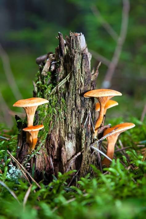 Mushroom Pictures, Forest Plants, Mushroom Fungi, Forest Floor, Mushroom Art, Wild Mushrooms, Tree Stump, Nature Aesthetic, Botanical Illustration