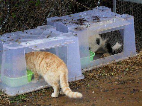 Feral Feeding Station Outdoor Cat Shelter, Feral Cat Shelter, Cat Feeding Station, Feral Cat House, Diy Chat, Niche Chat, Cat House Diy, Feral Cat, Outdoor Cat House