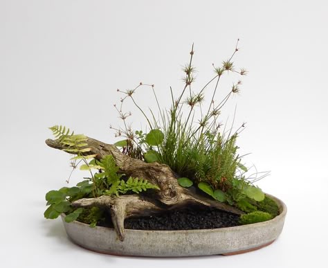 Arreglos Ikebana, Wabi Kusa, Bog Garden, Moss Garden, Tiny Plants, Garden Terrarium, Bonsai Plants, Terrarium Plants, Bonsai Garden