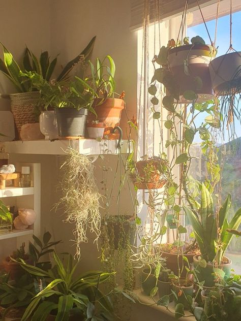 Room Window Aesthetic, Houseplant Room, Hippie Apartment Aesthetic, Sun Bedroom, Plant Bedroom Aesthetic, Hippie Apartment, Plant Room Aesthetic, Plant Mom Aesthetic, Home Decor Apartment