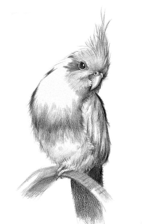 Bird Pencil Drawing, Drawing Bts, Realistic Animal Drawings, Cool Drawing, Realistic Sketch, Pencil Drawings Of Animals, Bird Sketch, Animal Drawings Sketches, Cool Pencil Drawings