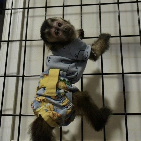 Capuchin Monkey Pet, Baby Monkey For Sale, Pet Monkey For Sale, Monkey Breeds, Monkeys For Sale, Capuchin Monkeys, Funny Monkey Pictures, Monkey Pet, Marmoset Monkey