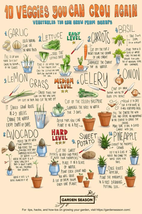 Check out more gardening tips on our website, homesteading.com!   (infographic by Garden Season)  #Homesteading #Gardening #Homesteader #Gardener #Homestead Starter Garden, Indoor Vegetables, Plant Journal, When To Plant, Indoor Vegetable Gardening, Vegetable Garden Diy, Growing Veggies, Garden Inspo, Veg Garden