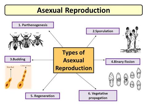 Asexual Reproduction In Animals, Asexual Reproduction In Plants, Types Of Asexual Reproduction, Reproduction In Plants, Asexual Reproduction, Biology Teaching, High School Subjects, Handwriting Tips, Studying Notes