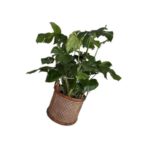 Plants Png Aesthetic, Plant Png Aesthetic, Green Pngs Aesthetic, Forestcore House, Plant Widgets, Green Aesthetic Icon, Green Pngs, Plant Icons, Png Plants