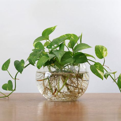 How To Propagate Pothos: A Simple Step-By-Step Guide Pothos Centerpieces, Pothos In Water Vase, Propagating Pothos, Propagate Pothos, Pothos In Water, Plant Propagation, Pothos Plant, Glass Planter, Indoor Gardening