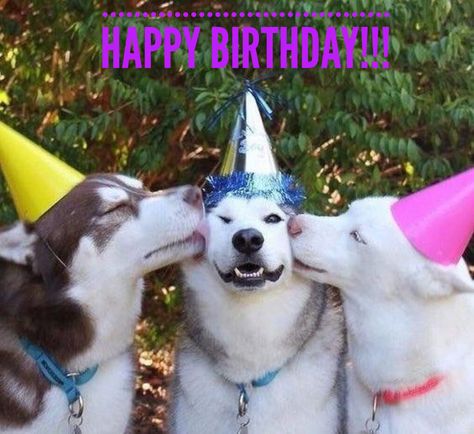 Happy Birthday Smooches Friday Funny Images, Dog Ages, Funny Happy Birthday, Dog Party, Husky Dogs, Funny Happy, Dog Birthday, Animal Love, Dr Who