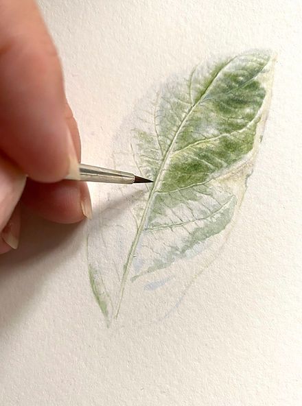 Botanical Illustration Online Course Dianne Sutherland Vintage Botanical Drawings, Dianne Sutherland, Botanical Art Drawing, Botanical Watercolor Painting, Watercolour Leaves, Leaves Drawing, Botanical Sketchbook, Artist Tutorials, Botanical Line Drawing