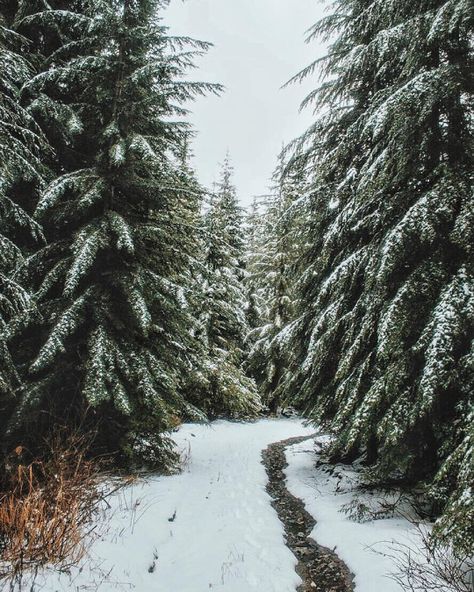 02-Holiday Inspiration | Winter 2015-This Is Glamorous Winter Schnee, Rpg Map, Winter Love, Winter Magic, Winter Beauty, Evergreen Trees, Snowy Day, Winter Wonder, Winter Solstice