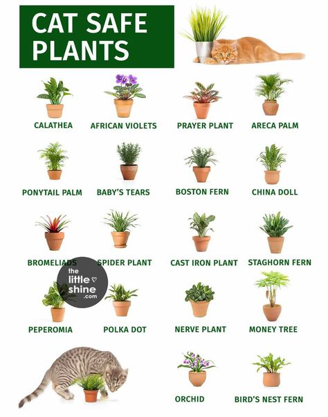 Cat Safe House Plants, Inside House Plants, Safe House Plants, Cat Friendly Plants, Toxic Plants For Cats, Cat Safe Plants, Plants At Home, Cat Patio, Cast Iron Plant