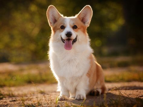 Unraveling the Cost of Cuteness: Exploring the Price of Pembroke Welsh Corgis in 2023 Long Haired Corgi, Corgi Dog Breed, Welsh Corgi Pembroke, Pembroke Welsh Corgi Puppies, All Breeds Of Dogs, Corgi Art, Welsh Corgi Puppies, First Dog, Pointy Ears