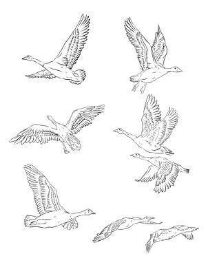 Goose Flying, Fly Drawing, Wild Goose, Vernal Equinox, Spring Equinox, Easy Art, Flying Geese, Art References, Simple Art