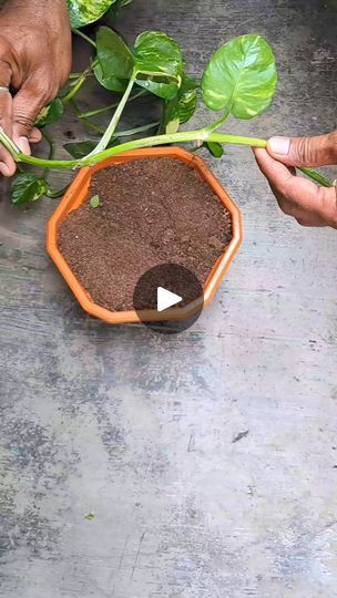 How To Propagate Pothos, Plant Propagation Diy, Money Plant Propagation, Propagation Diy, Pothos Propagation, Plants Propagation, Grow Money, Plant Hacks, Plant Propagation