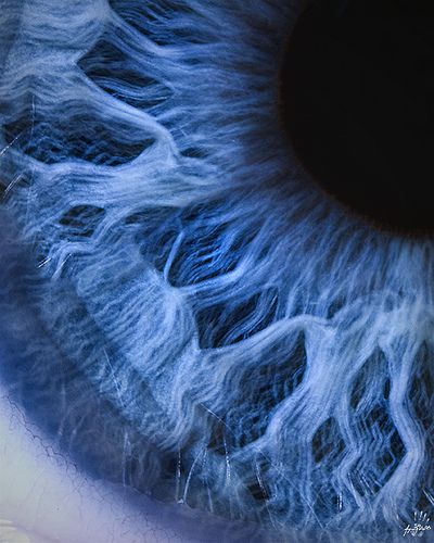 Iris | Model - Zack Messer shot witha Nikon D70s attached to… | Flickr Foto Macro, Behind Blue Eyes, Everything Is Blue, Human Eye, Feeling Blue, 인물 사진, An Eye, Blue Aesthetic, Macro Photography