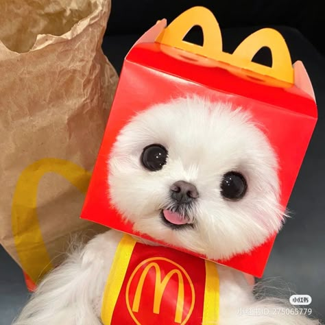 Dogs Images, Cute Dogs Images, Very Cute Puppies, Mc Donald, Cute Doggies, Cute Dog Photos, Cute Small Animals, Cute Animals Puppies, Very Cute Dogs