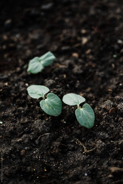 Flora Background, Aquarium Soil, Elemento Terra, Black Architecture, Cottagecore Forest, Food Web Design, Black Soil, Earth Powers, Strawberry Seed