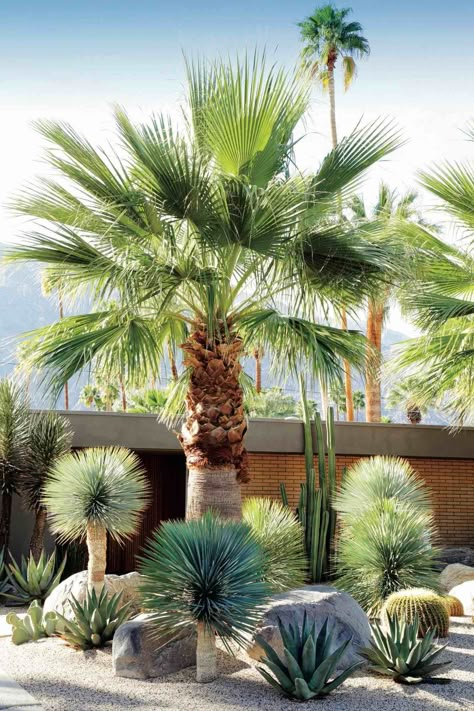 Gardening 101: Palms - Gardenista Desert Backyard, Succulent Landscape Design, Palm Garden, Tropical Backyard, Succulent Landscaping, Dry Garden, Garden Types, Rock Garden Landscaping, Desert Garden