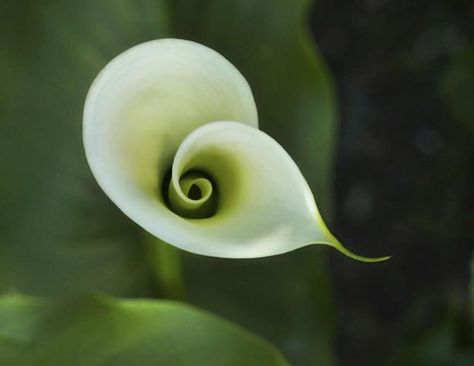 Golden Ratio In Nature, Fibonacci In Nature, Fractals In Nature, Spirals In Nature, Foto Macro, Divine Proportion, Geometry In Nature, Spiral Art, Fibonacci Sequence