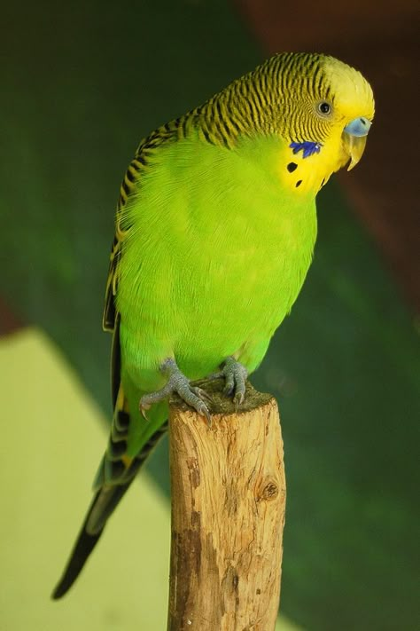 BUDGERIGAR - Melopsittacus undulatus . . . Wild budgerigars are usually found to be mostly green in colour . . . Wild throughout the drier parts of Australia Budgerigar Bird, Green Budgie, Green Parakeet, Bird Breeds, Budgies Bird, Budgie Parakeet, Australian Birds, Parakeets, Pet Bird