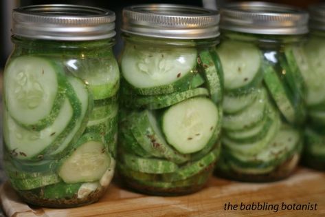 Pickle Crisp Recipe, Zombie Apocalypse Food, Apocalypse Food, Making Dill Pickles, Making Pickles, Pickle Spears, Canned Pickles, Quick Pickles, Dill Pickle Slices