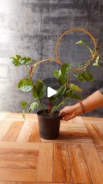 HousePlantParadise on Instagram: "Beautiful DIY for your #pothos! It’s such a great way to spice up plants and provide trellis support! Tag a friend who should try this 💚 📸: @flowerlovers2022   #trellis #pothos #plants #houseplants #gardening #diy" Pothos Plant Decor, Wall Plants Indoor, Houseplant Trellis, Indoor Plant Trellis, Leaves Wallpaper Iphone, Plant Stands Outdoor, Creative Flower Arrangements, Inside Plants, Money Plant