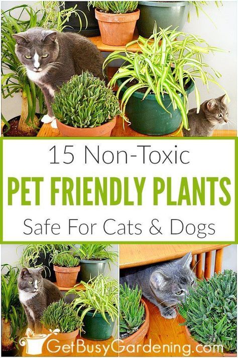 Indoor Plants Pet Friendly, Plants Safe For Cats, Plants In The House, Pet Friendly Plants, Plants And Cats, Pet Friendly House Plants, Safe House Plants, Cat Friendly Plants, Cat Safe Plants